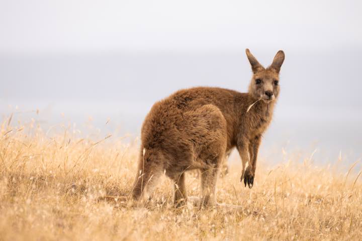澳大利亚 第 4 张照片