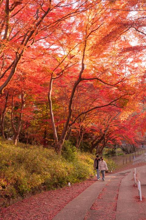秋日京都 第 5 张照片